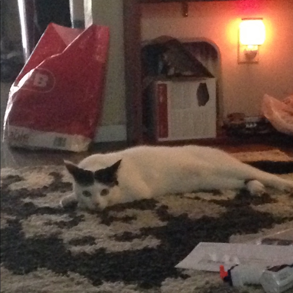 Meet your Posher, Leeloo